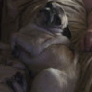 Meet your Posher, Josephine